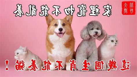 什麼 生肖 不能 養 貓